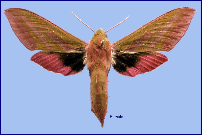 Female Deilephila elpenor macromera. Photo: &copy; NHMUK