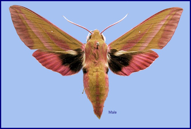 Male Deilephila elpenor macromera. Photo: &copy; NHMUK