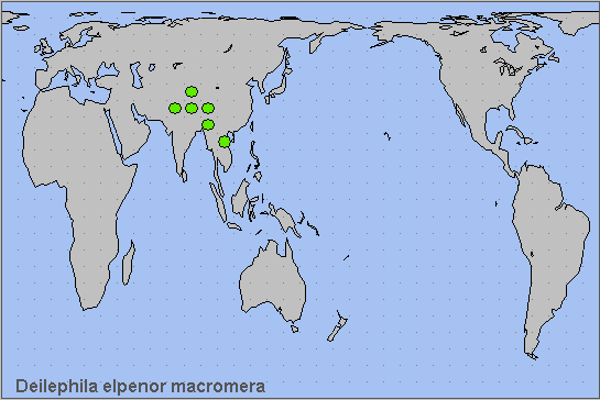 Global distribution of Deilephila elpenor macromera. Map: &copy; NHMUK.