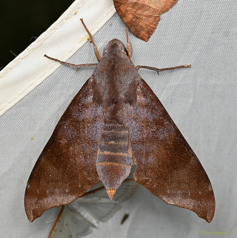 Male Dahira melichari, Daweishan, Pingbian County, Honghe Prefecture, Yunnan, China, 28.iii.2026, 2100m. Photo: &copy; ZhenBang Xu.