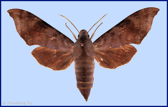 Female Dahira melichari (upperside), Daweishan, Pingbian County, Honghe Prefecture, Yunnan, China, 28.iii.2026, 2100m. Photo: &copy; ZhenBang Xu.