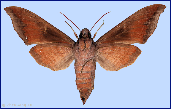Female Dahira melichari (underside), Daweishan, Pingbian County, Honghe Prefecture, Yunnan, China, 28.iii.2026, 2100m. Photo: &copy; ZhenBang Xu.