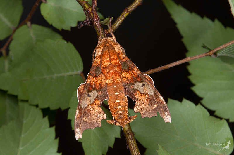 Male Smerinthulus mirabilis schnitzleri, Tianwan (1050m), Yilan Hsien, Taiwan. Photo: &copy; Shipher Wu.