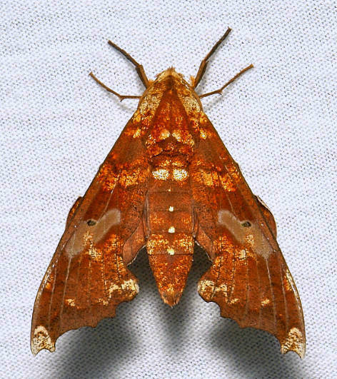 Female Smerinthulus mirabilis tonkiniana, Simao/Pu'er, Yunnan, China, 15.iii.2013. Photo: &copy; John Horstman.