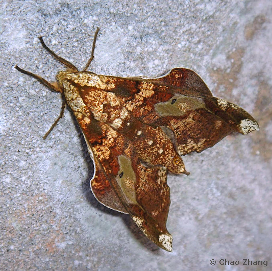 Female Smerinthulus mirabilis orientosinica, Simianshan, Chongqing, China, 27.iv.2020. Photo: &copy; Chao Zhang.