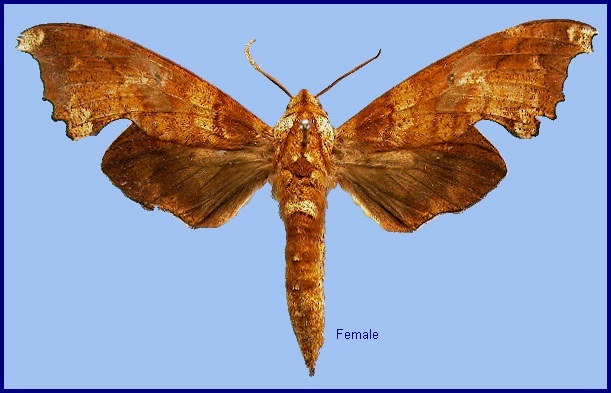Female Smerinthulus mirabilis mirabilis. Photo: &copy; NHMUK