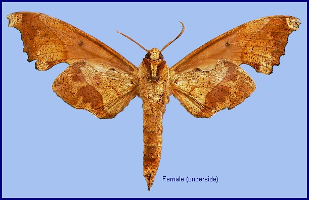 Female Smerinthulus mirabilis mirabilis (underside). Photo: &copy; NHMUK