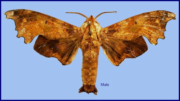 Male Smerinthulus mirabilis mirabilis. Photo: &copy; NHMUK