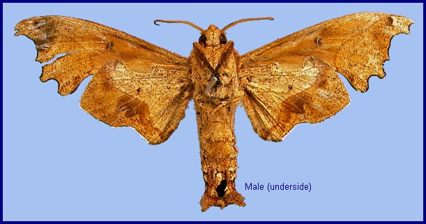 Male Smerinthulus mirabilis mirabilis (underside). Photo: &copy; NHMUK