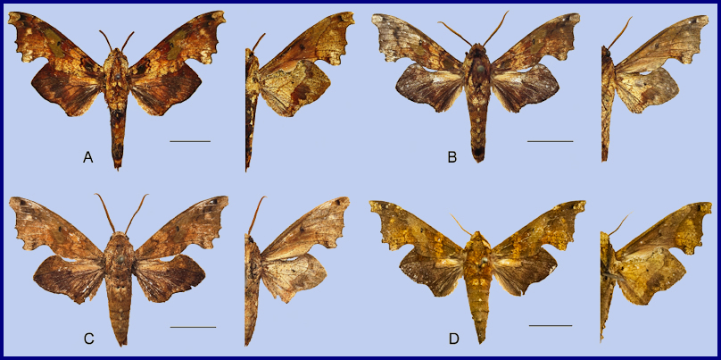 The various subspecies of Smerinthulus mirabilis in Asia. Photo: &copy; Jiang, Xu, Lin, Liu, Wang & Hu, 2025.