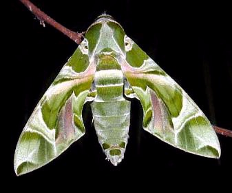 Male Daphnis nerii, Kuala Lumpur, Malaysia. Photo: &copy; Wendy Lim.