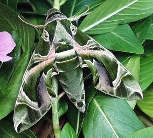 Male Daphnis nerii, Hong Kong, China. Photo: &copy; David Mohn.