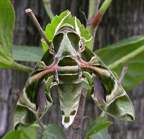 Male Daphnis nerii, Taiwan. Photo: &copy; Felix Lin.