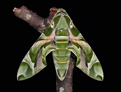 Female Daphnis nerii, Singapore. Photo: &copy; Leong Tzi Ming.