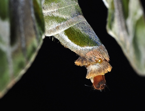 Female Daphnis nerii scenting, Singapore. Photo: &copy; Leong Tzi Ming.