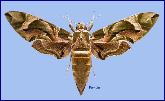 Female Daphnis nerii. Photo: &copy; NHMUK