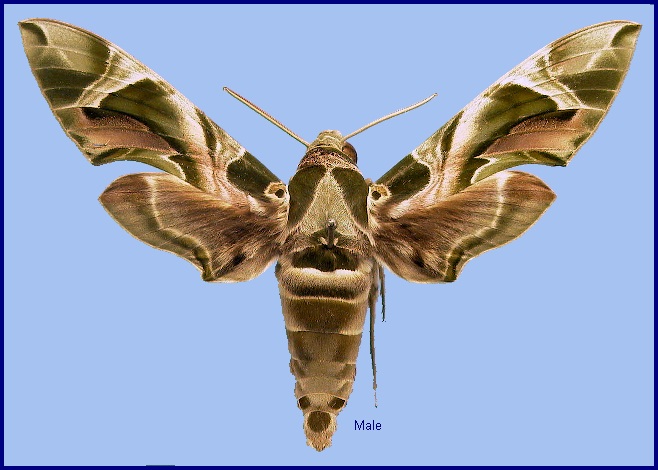 Male Daphnis nerii. Photo: &copy; NHMUK