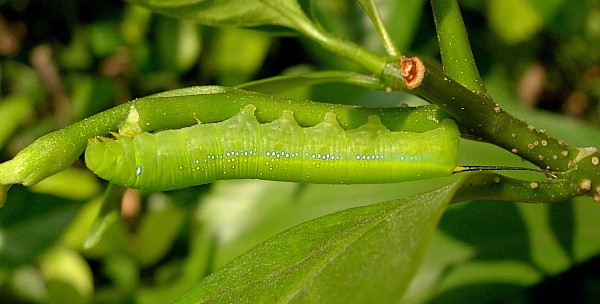 Third-instar green larval form of Daphnis nerii, Bangkok, Thailand, 7.xii.2009. Photo: &copy; Tony Pittaway.