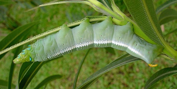 Full-grown blue-green larval form of Daphnis nerii, Bangkok, Thailand, 8.xii.2009. Photo: &copy; Tony Pittaway.