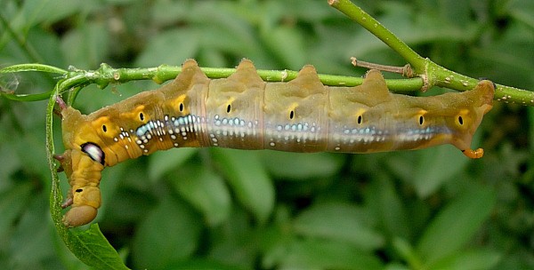 Full-grown brown larval form of Daphnis nerii, Bangkok, Thailand, 9.xii.2009. Photo: &copy; Tony Pittaway.