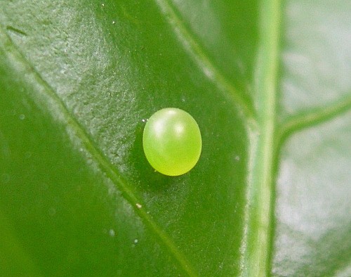 Egg of Daphnis nerii, Bangkok, Thailand, 8.xii.2009. Photo: &copy; Tony Pittaway