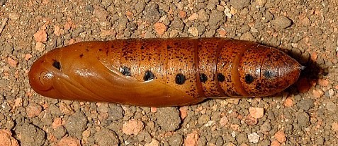Pupa of Daphnis nerii (lateral view), Singapore. Photo: &copy; Leong Tzi Ming.