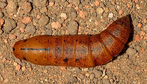 Pupa of Daphnis nerii (dorsal view), Singapore. Photo: &copy; Leong Tzi Ming.