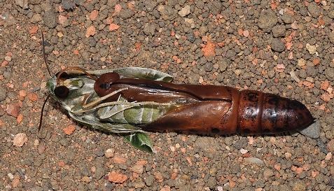Pupa of Daphnis nerii (hatching), Singapore. Photo: &copy; Leong Tzi Ming.