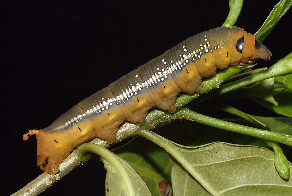 Pre-pupation larva of Daphnis nerii, Singapore. Photo: &copy; Leong Tzi Ming.