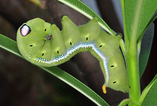 Near full-grown green larval form of Daphnis nerii in alarm posture, Singapore. Photo: &copy; Leong Tzi Ming.
