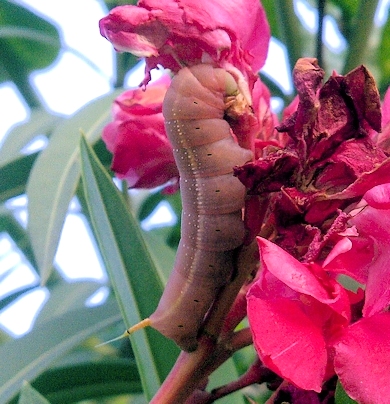 Fourth-instar pink larval form of Daphnis nerii, Bang Bua Thong, Nonthaburi, Thailand. Photo: &copy; Danny Kruger.