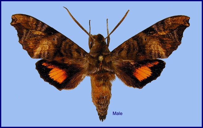 Male Dahira nili (upperside), Dayao Shan, Guangxi, China. Photo: &copy; Ronald Brechlin