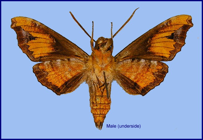 Male Dahira nili (underside), Dayao Shan, Guangxi, China. Photo: &copy; Ronald Brechlin