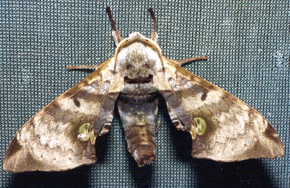 Male Daphnusa sinocontinentalis, Thailand. Photo: &copy; Ian Kitching