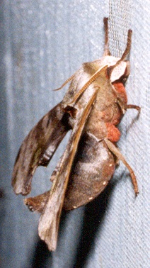 Male Daphnusa sinocontinentalis (side view), Thailand. Photo: &copy; Ian Kitching