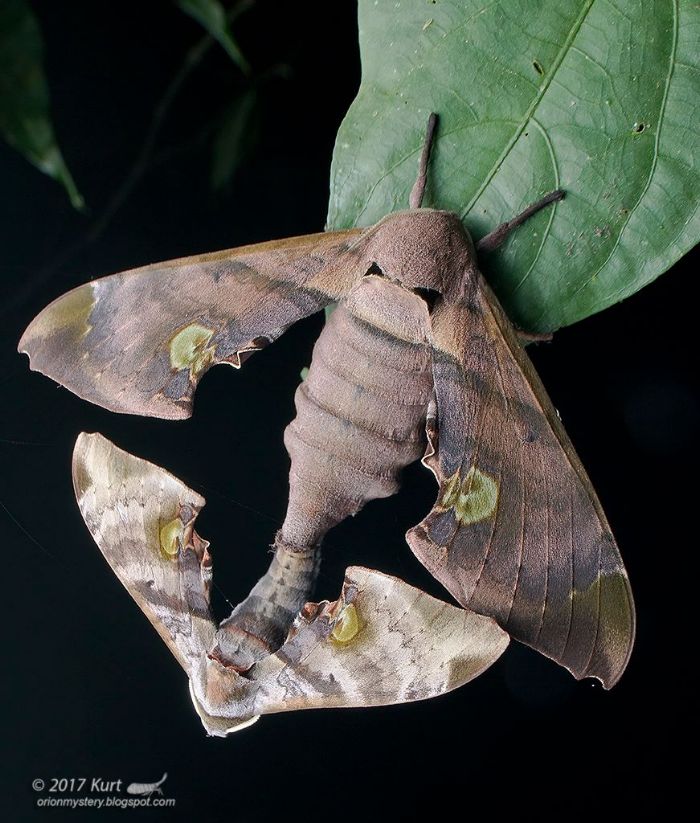 Mating pair of Daphnusa ocellaris, Selangor, Malaysia, 2017. Photo: &copy; Kurt Orion, 'OrionMystery'.