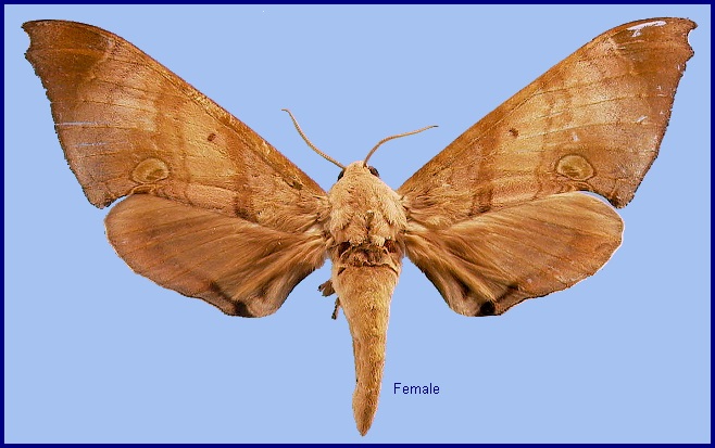 Female Daphnusa ocellaris. Photo: &copy; NHMUK
