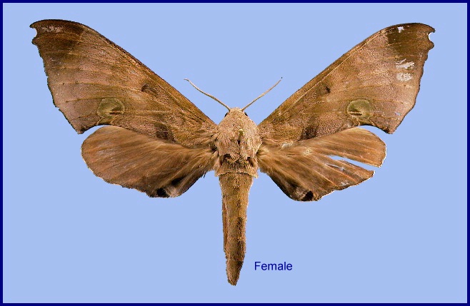 Female Daphnusa ocellaris. Photo: &copy; NHMUK