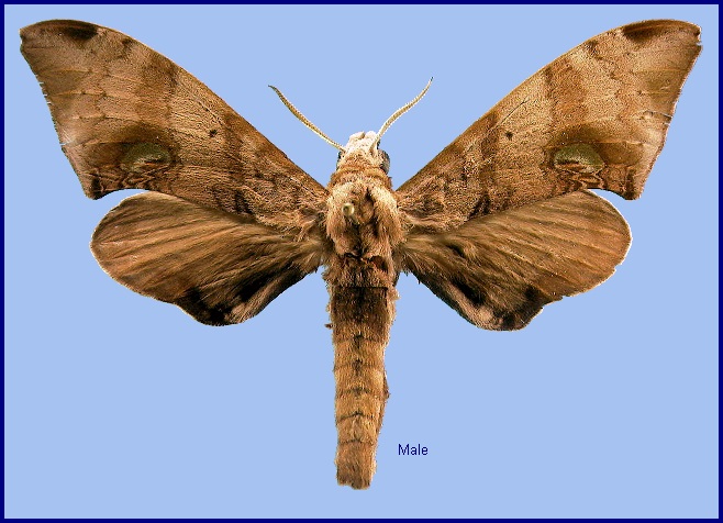 Male Daphnusa ocellaris. Photo: &copy; NHMUK