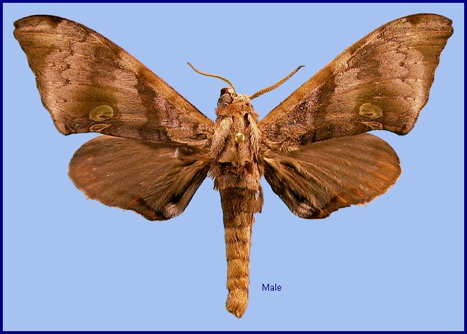 Male Daphnusa ocellaris. Photo: &copy; NHMUK