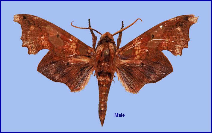 Upperside of male Smerinthulus mirabilis orientosinica, Luokeshan, Huaiji County, Guangdong, China. HOLOTYPE. Photo: &copy; Ronald Brechlin.