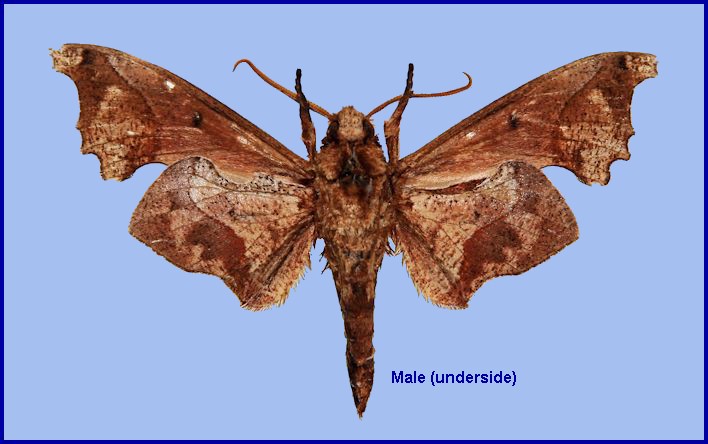 Underside of male Smerinthulus mirabilis orientosinica, Luokeshan, Huaiji County, Guangdong, China. HOLOTYPE. Photo: &copy; Ronald Brechlin.