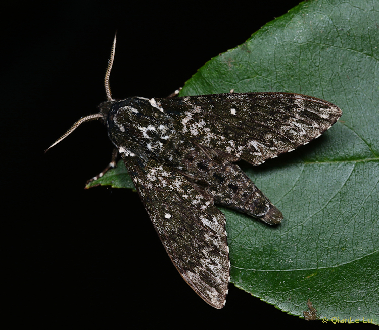 Male Dolbina paraexacta, Wuxi County, Chongqing, China, 28.vi.2022. Photo: &copy; QianLe Lu.