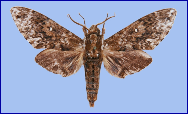 Male Dolbina paraexacta, Shou-Man village, Daba Shan, Shaanxi, China, 1500m. HOLOTYPE. Photo: &copy; Ronald Brechlin.
