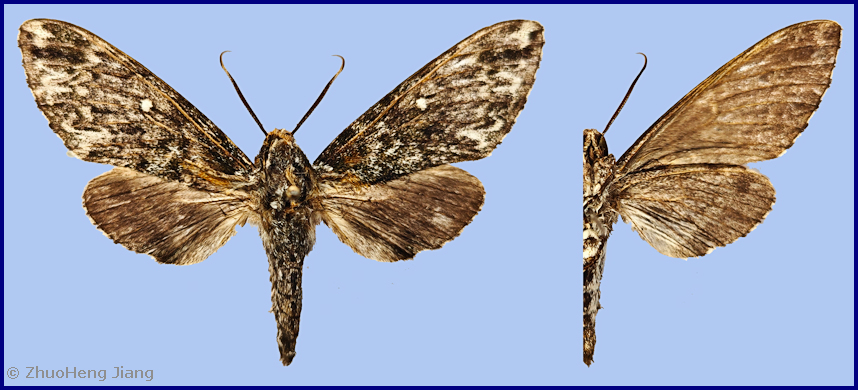 Female Dolbina paraexacta, Wuxi County, Chongqing, China. Photo: &copy; Zhuo-Heng Jiang.