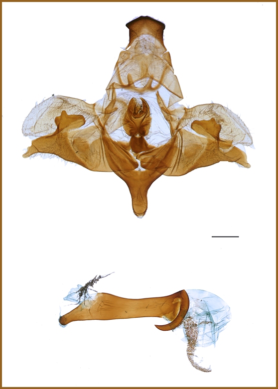 Male genitalia of Dolbina paraexacta, Beijing area, China. PARATYPE. Photo: &copy; Ronald Brechlin.