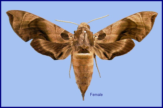 Female Daphnis placida placida. Photo: &copy; NHMUK