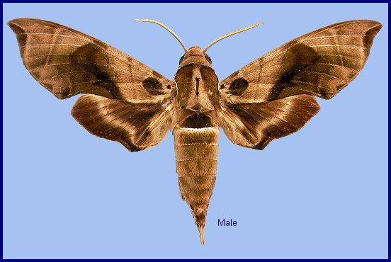 Male Daphnis placida placida. Photo: &copy; NHMUK