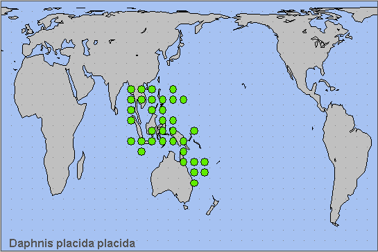 Global distribution of Daphnis placida placida. Map: &copy; NHMUK.