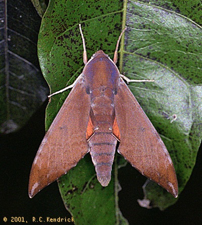 Adult of Dahira rubiginosa fukienensis, Hong Kong, China. Photo: &copy; Roger Kendrick.